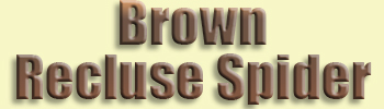 Brown Recluse Spider