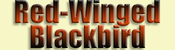 Blackbird, <br>Red-winged