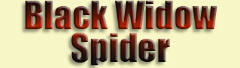 Black Widow Spider