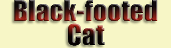 Black-footed <br>Cat
