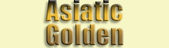 Asiatic Golden <br>Cat