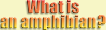  What is...amphibian?