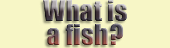  What is...fish?