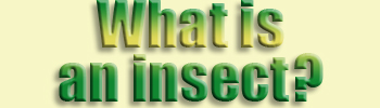  What is...insect?