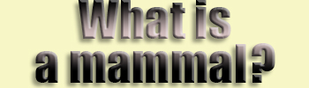  What is...mammal?