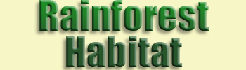 *Rainforest Habitat*