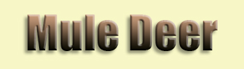 Deer, Mule 