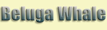 Beluga Whale
