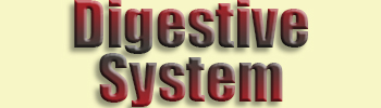Digestive System