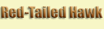 Hawk, <br>Red-tailed