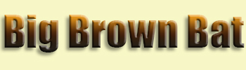 Big Brown Bat
