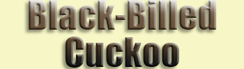 Cuckoo, <br>Black-billed