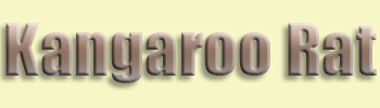 Kangaroo Rat
