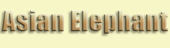 Elephant, Asian