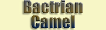 Camel, Bactrian