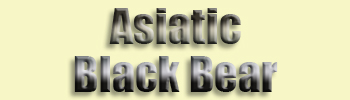 Asiatic Black Bear