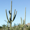Saguaro <br>National Park