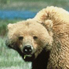Yellowstone <br>National Park