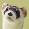 Pet Ferret