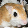 Pet Gerbil