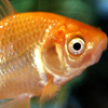 Pet Goldfish