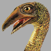 Ornithomimus