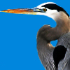 Heron, Great Blue