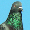 Pigeon