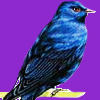 Purple Martin