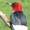 Woodpecker, <br>Red-headed