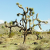 Desert
