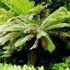 Jungle