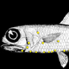 Lanternfish