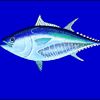 Tuna, Bluefin