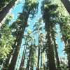 Redwood <br>National Park