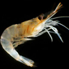 Shrimp