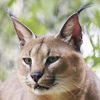 Caracal Cat