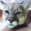 Cougar