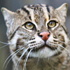 Fishing Cat