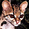 Margay Cat