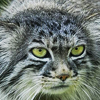 Pallas's Cat