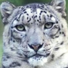 Snow Leopard