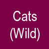 CATS (Wild)