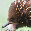 Echidna
