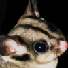 Sugar Glider