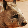 Wombat
