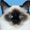 Birman Cat