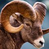 Bighorn Sheep