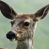 Deer, Black-tailed 