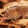 Shrew